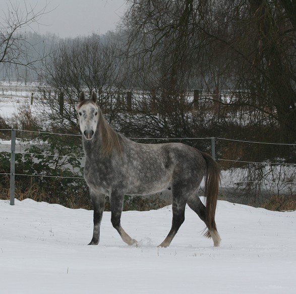 Elmi im Winter 2009/2010