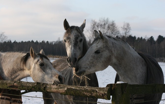 Carmel,Elmi und Shaman Winter 2008/2009