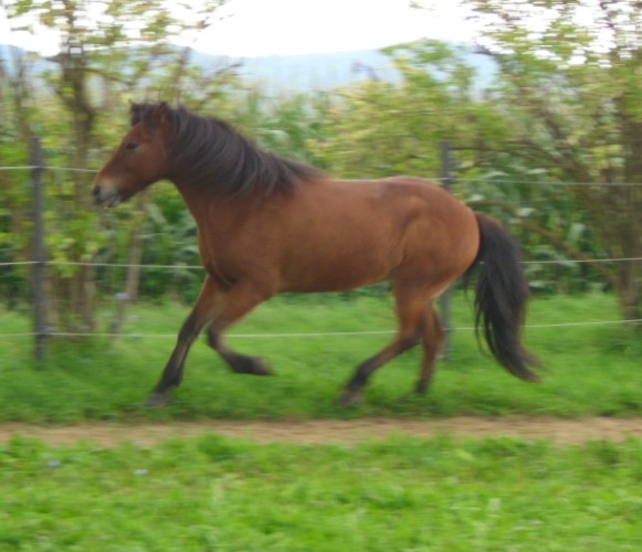 Galopp