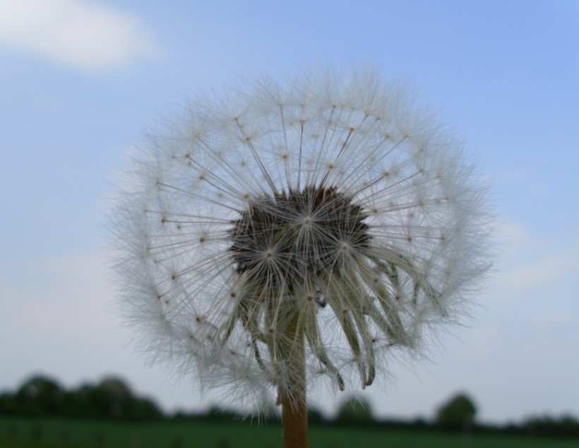 Pusteblume