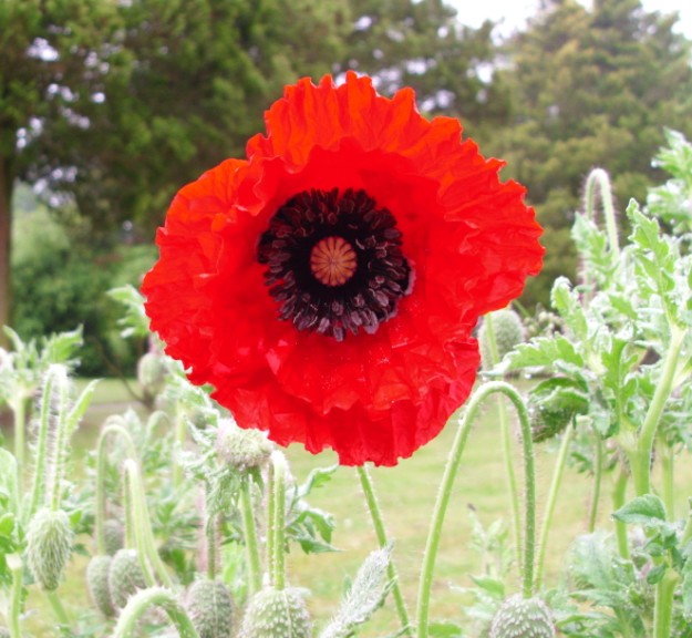 Mohn