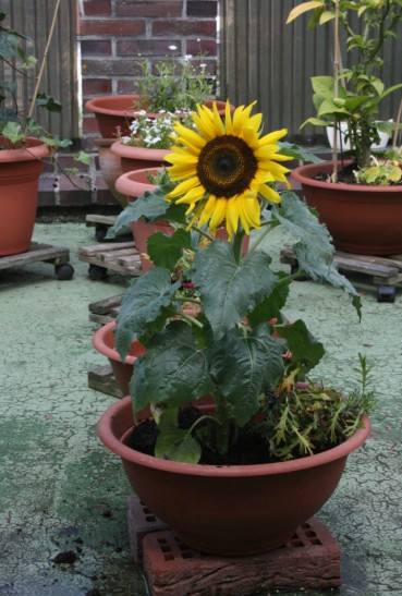 Sonnenblume