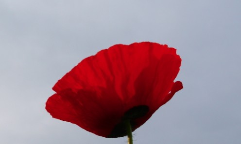 Mohn