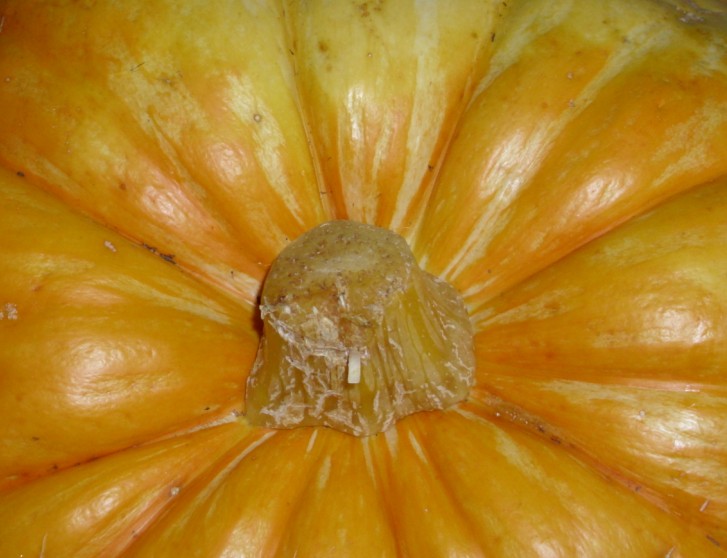 Kuerbis