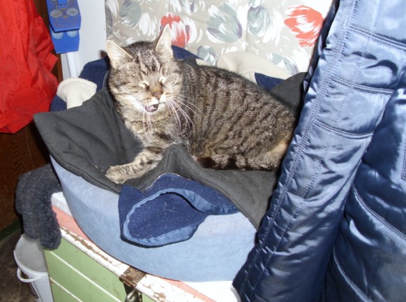 Tigerle müde