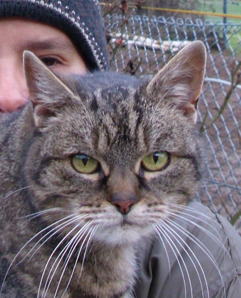 Tigerle im Portrait