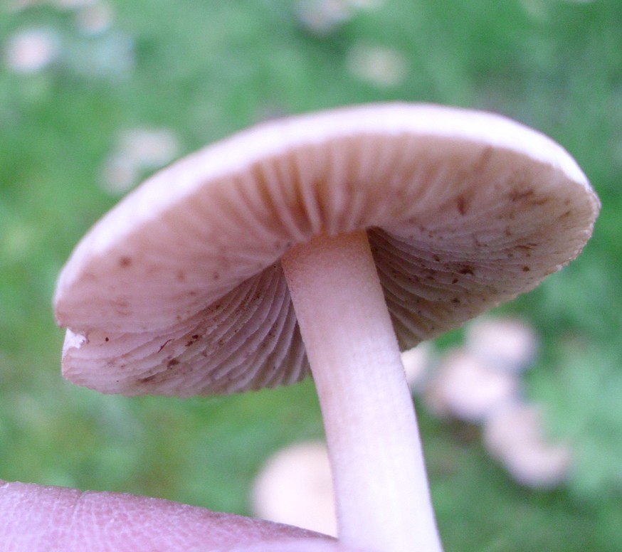 Pilz