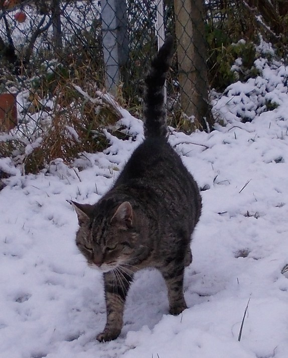 Tigerle