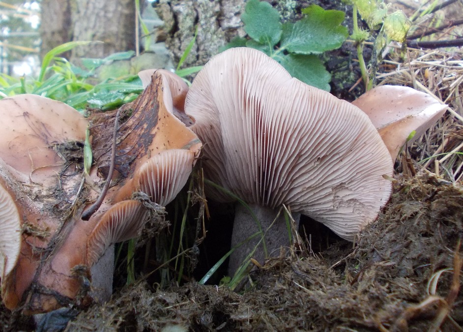 Pilze