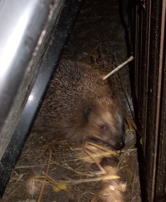 igel