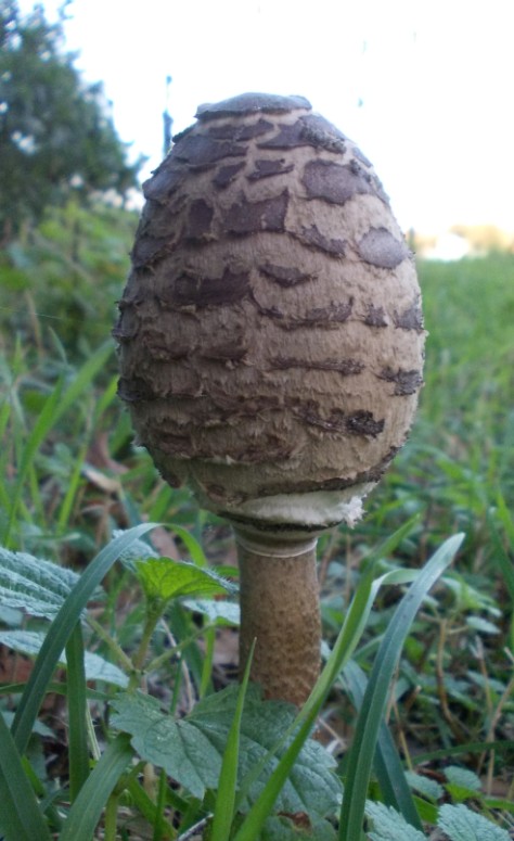 Parasol