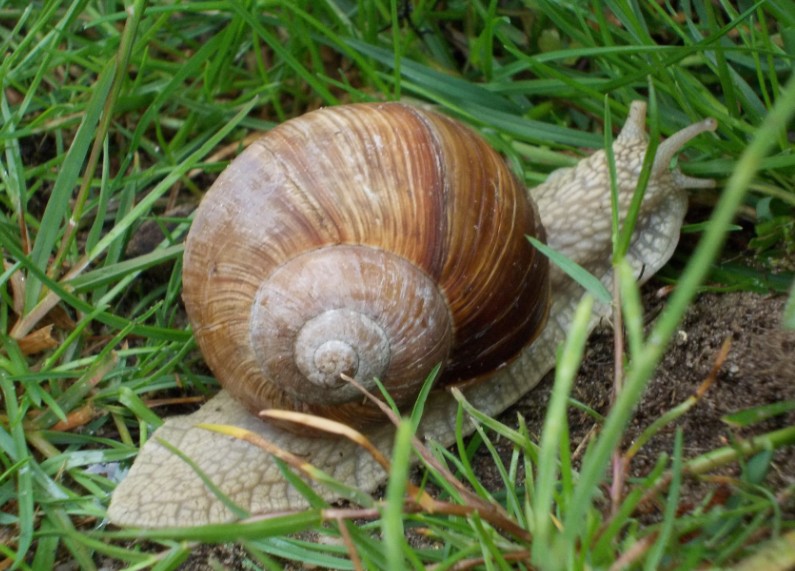 Weinbergschnecke