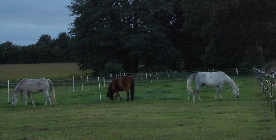 gras