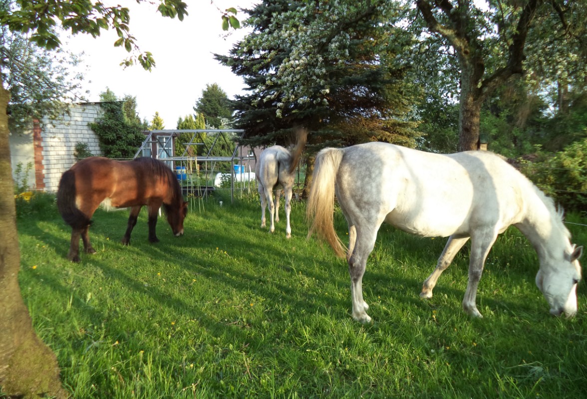 im Garten