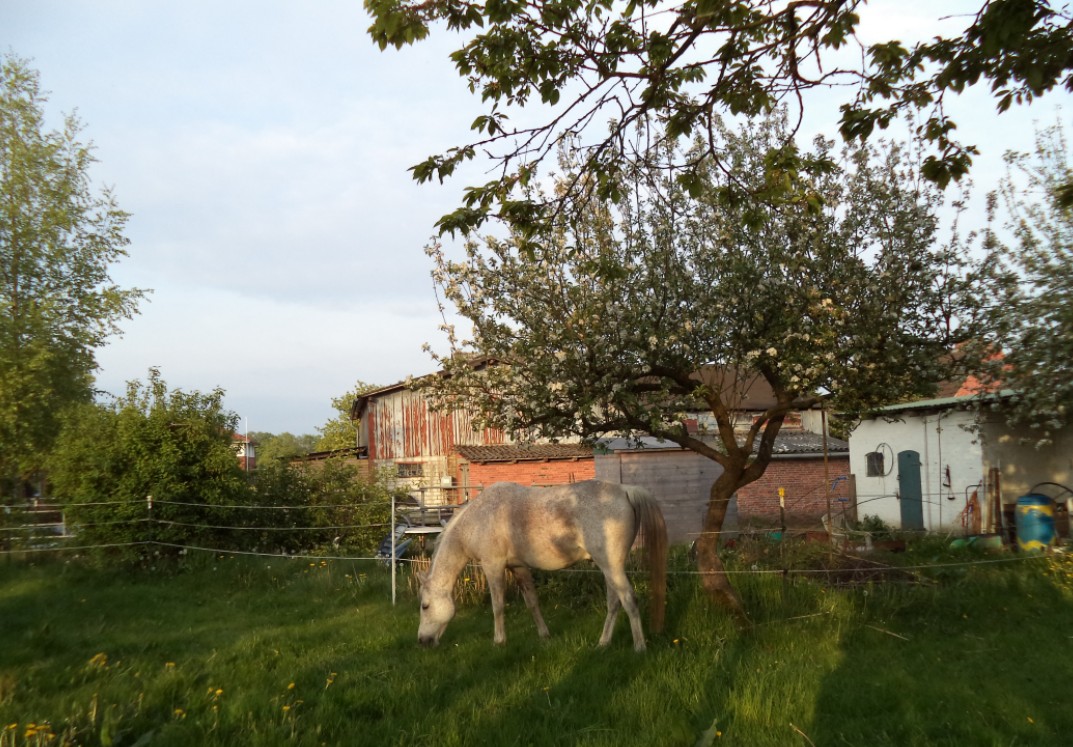 Shaman im Garten
