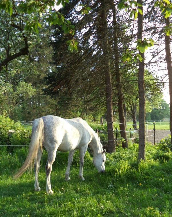 Elmi im Garten