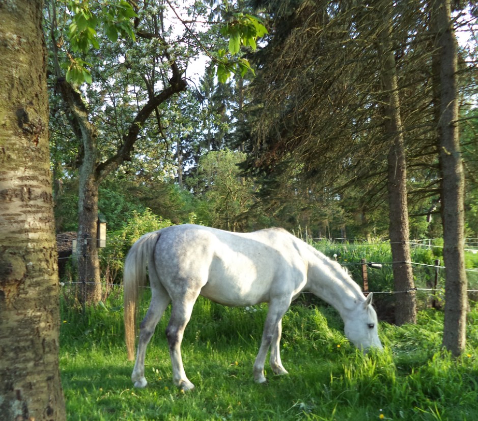 Elmi im Garten