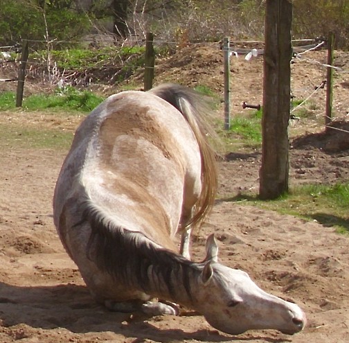 wälzen Shaman