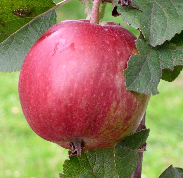 Apfel