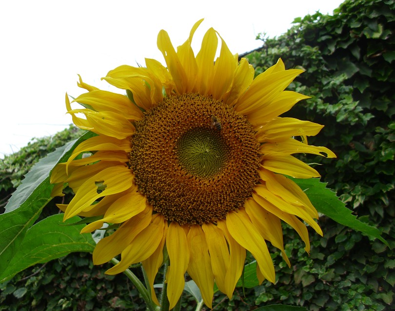 Sonnenblume