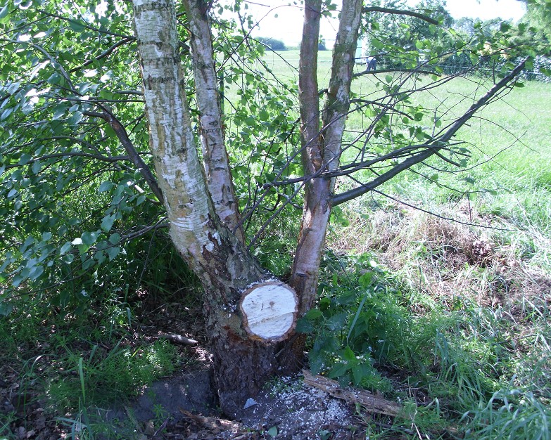 birkenast ab